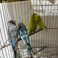 مرغ عشق انگلیسی (باجیگارد)|پرنده|دهلران, |دیوار