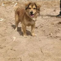 سلام سگ پامر روباهی معاوضه با کبوتر طوقی مفت