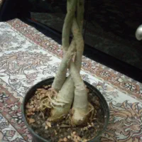 گل بنسای آدنیوم