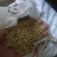 بیله سوار