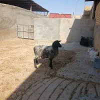 گوسفند