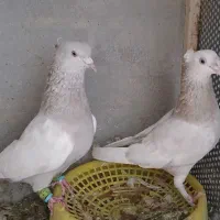 سینه سوسنی