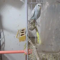 فنج جفت آماده جوجه مرغ عشق سرلاکی|پرنده|مشهد, جانباز|دیوار