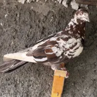 کفتر رنگه پرشی ابلغ دمبی سوسکی چپ|پرنده|مشهد, آزادشهر|دیوار