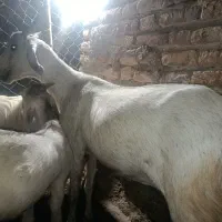 بز و چپش بزرگ