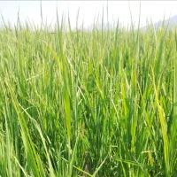 برنج کامفیروزی|خوردنی و آشامیدنی|صدرا-فارس, فاز ۱|دیوار