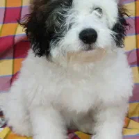 سگ اشپیتزتریرماده|سگ|کرمان, |دیوار