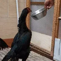 خروس مرغ اوشامو