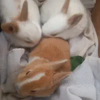 بچه خر گوش|موش و خرگوش|فسا, |دیوار