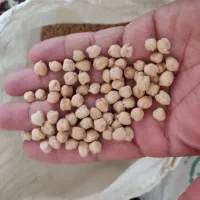 نخود دیم درشت