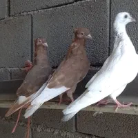کفتر