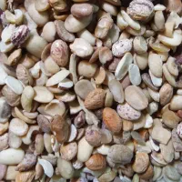 لوبیا چیتی شکسته ایرانی ارزان