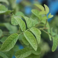 دوربین عکاسی نیکن|دوربین عکاسی و فیلم‌برداری|شیراز, ارم|دیوار