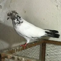 سرور سوسک کل دم دستر پر کاکل نر کل دم ماده سبز|پرنده|گرگان, |دیوار