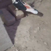 کبوتر|پرنده|ملایر, |دیوار