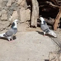 کبوتر|پرنده|گیلان غرب, |دیوار