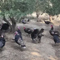 بوقلمون محلی ارگانیک|حیوانات مزرعه|پلدختر, |دیوار