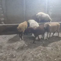 بره نروماده|حیوانات مزرعه|اردبیل, |دیوار