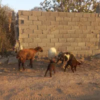 میش با بره جوان. میش آبستن.گوسفند