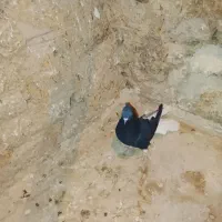 کبوتر|پرنده|اسفرورین, |دیوار