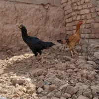 سه تامرغ لاری اصیل