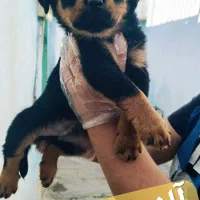 سگ روتوایلر اصیل توله سگ روتوایلر از نسل وارداتی