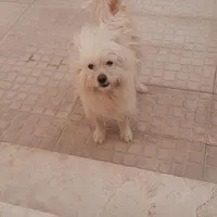 سگ پاکوتاه نر