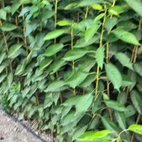 نهال دوساله دسته بیلی و دسته طی|گل و گیاه طبیعی|میاندوآب, |دیوار