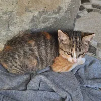 واگذاری گربه|گربه|زرگرشهر, |دیوار