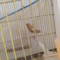 قناری معاوضه با قهوه ساز|پرنده|تربت جام, شهید نصرالهی|دیوار