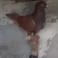 ۲عدد پلاکی نر|پرنده|اهرم, |دیوار