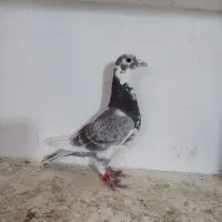 آلمانی کبوتر پلاکی مولر مسافتی