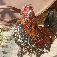 خروس چهل تاج