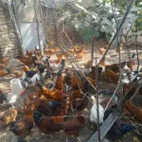 مرغ طاقچه خروس محلی