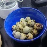 تخم مرغ محلی۱۶ وتخم بلدرچین۶ وتخم اردک۲۰