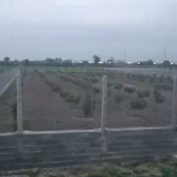 فروش-زمین-باغی