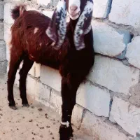 کهره نر|حیوانات مزرعه|زاهدان, |دیوار