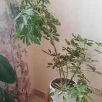 گلهای طبیعی