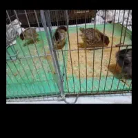 فروش چهارتا جوجه خوشگل زرنگ