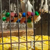 طوطی برزیلی|پرنده|رستم‌آباد, |دیوار