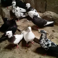 کبوتر پرشی|پرنده|کاکی, |دیوار