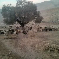 مایل ب معاوضه هستم