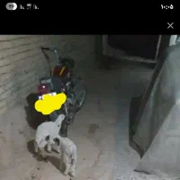 دوعدد گوسفند