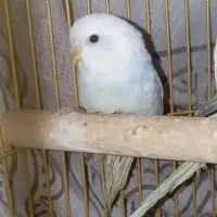 مرغ عشق رینبو