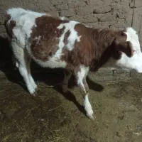 گاو سیمنتال شیری|حیوانات مزرعه|ماهنشان, |دیوار