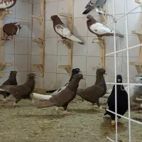 کفتر|پرنده|شیراز, لب آب|دیوار