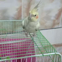 عروس هلندی