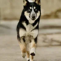 سگ ژرمن و هاسکی