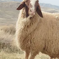 کاور ورن