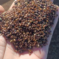 کنجد|خوردنی و آشامیدنی|مشهد, گوهرشاد|دیوار